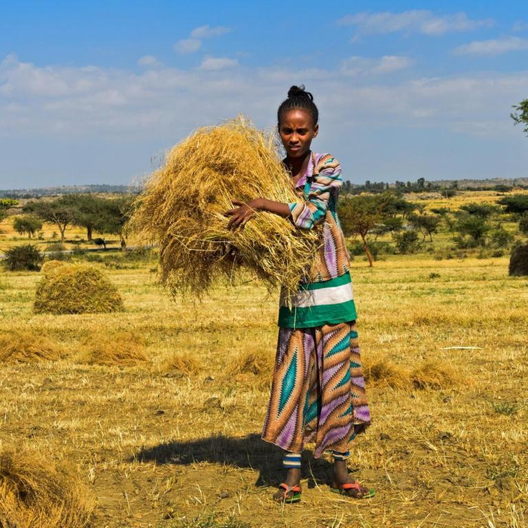 Aethiopisches Liebesgras, Teff-Getreide, Teffgetreide (Eragrostis tef), einheimische Frau sammelt Garben von Teff zum Dreschen, Hawzien, Aethiopien, Tigray, Gheralta | Teff (Eragrostis tef), local female farmer collecting sheaves of Teff for threshing, Hawzien, Ethiopia, Tigray, Gheralta