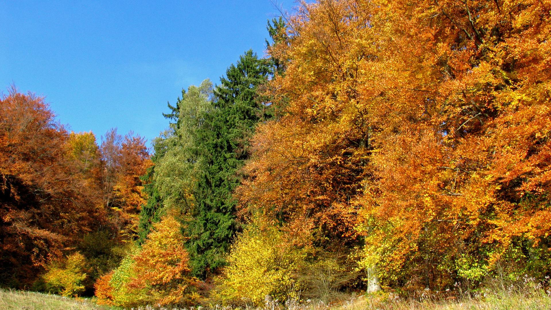 Warme Farben kennzeichnen das Laub im herbstlichen Wald. Kleinschmalkalden, Thüringen, Deutschland,