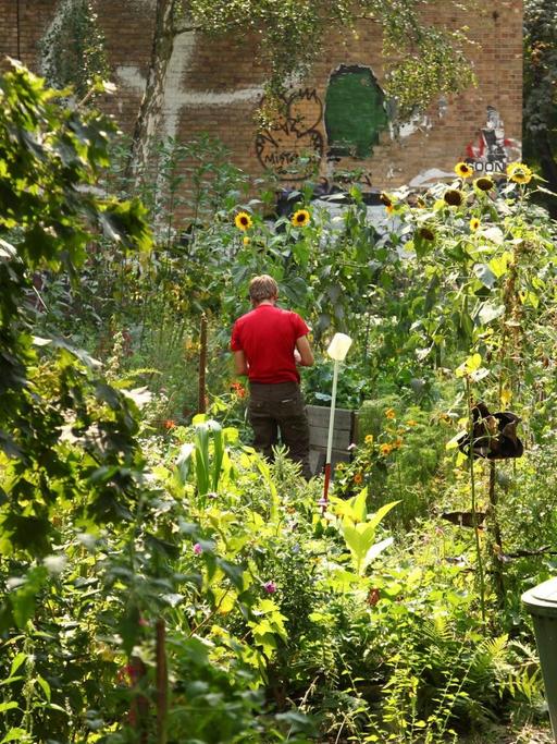 Ein junger Mann geht durch den Nachbarschaftsgarten des Projekts "Ton Steine Gärten" am Mariannenplatz in Berlin.
