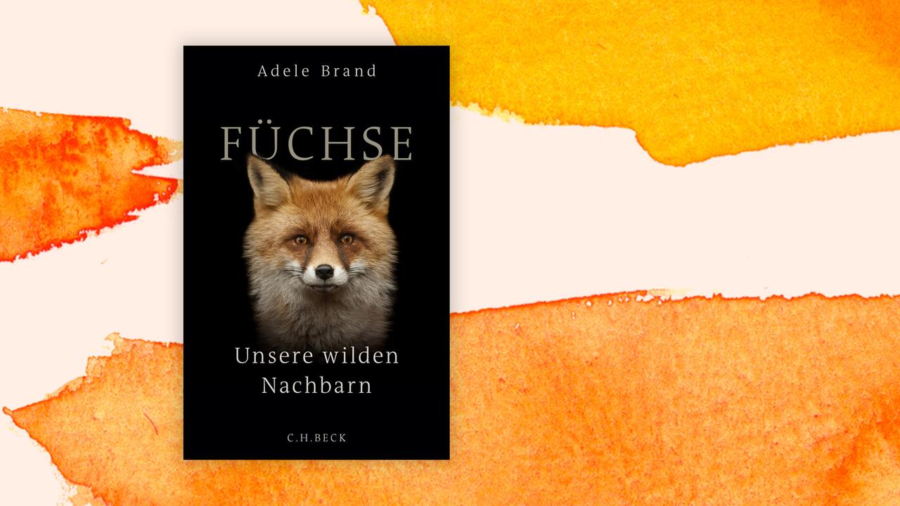 Das Cover von Adele Brands “Füchse - Unsere wilden Nachbarn” vor Deutschlandfunk Kultur Hintergrund.