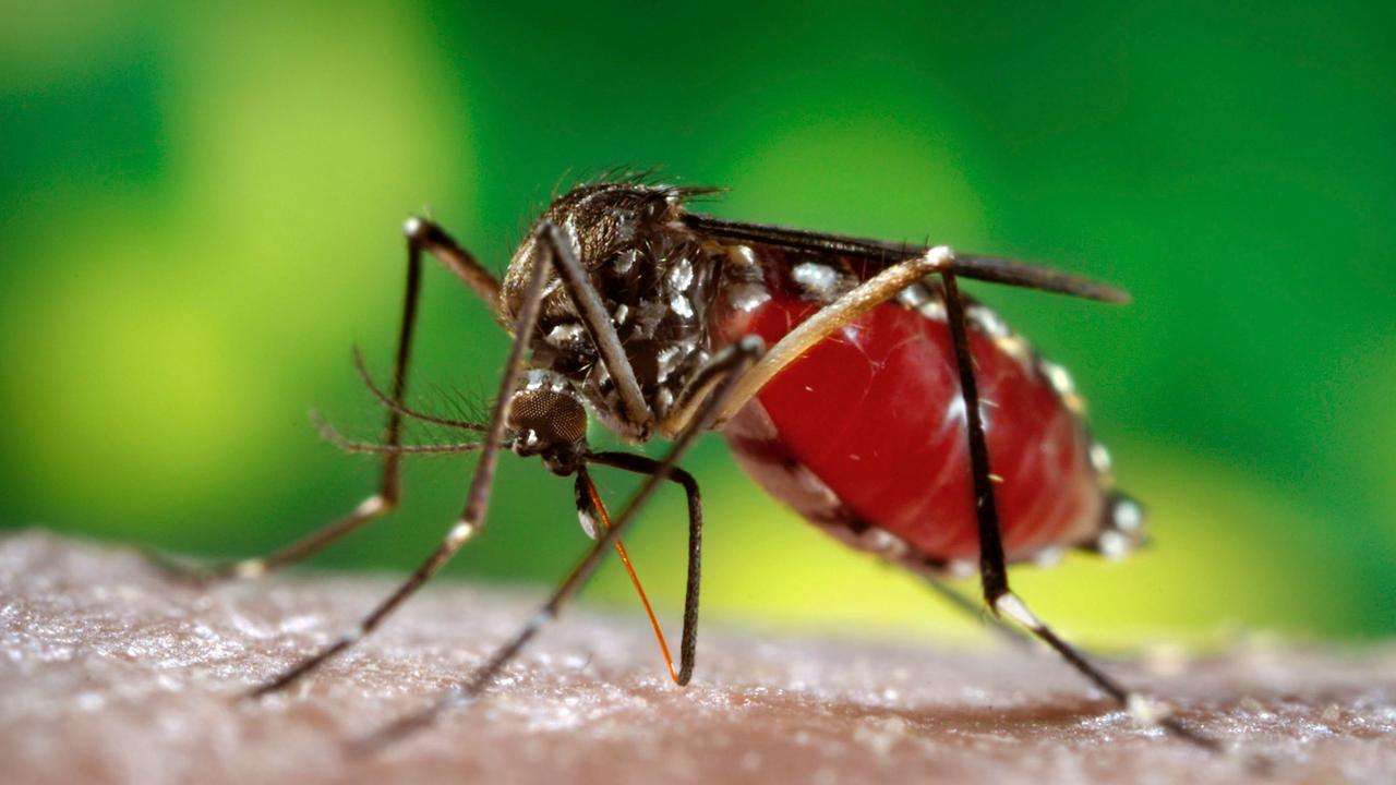 Eine weibliche Stechmücke saugt menschliches Blut.