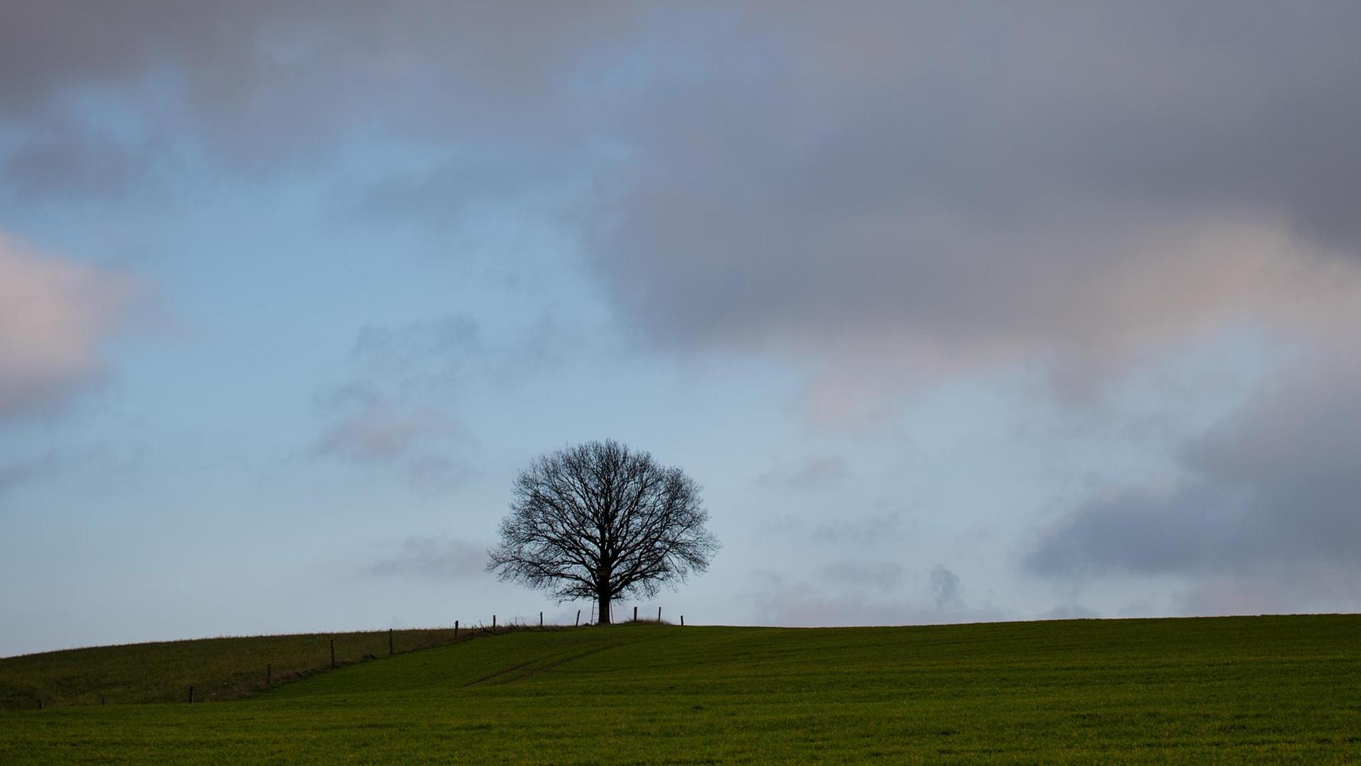 Ein einzelner Baum auf einem Hügel vor dem bewölkten Nachmittagshimmel unweit des Dorfes Groß Sperrenwalde in der Uckermark / Brandenburg