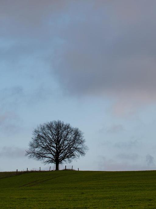 Ein einzelner Baum auf einem Hügel vor dem bewölkten Nachmittagshimmel unweit des Dorfes Groß Sperrenwalde in der Uckermark / Brandenburg