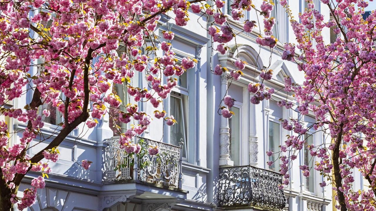 Blühende Kirschbäume vor einer Jugendstilfassade.