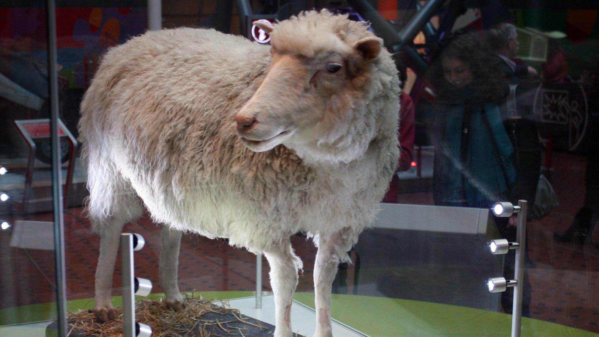 Das Klonschaf Dolly steht im Schottischen National Museum.