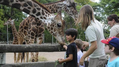 Kinder im Alter von ca. zahn Jahren und ihre Eltern füttern Giraffen in einem Gehege, im Zoo von Buenos Aires, Argentinien