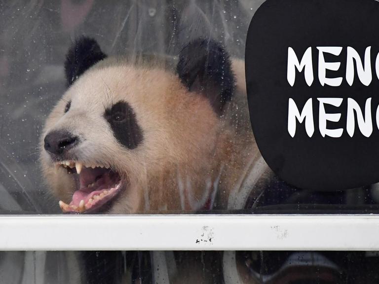 Pandabär Meng Meng bei seiner Ankunft auf dem Berliner Flughafen Schönefeld (24.6.17)