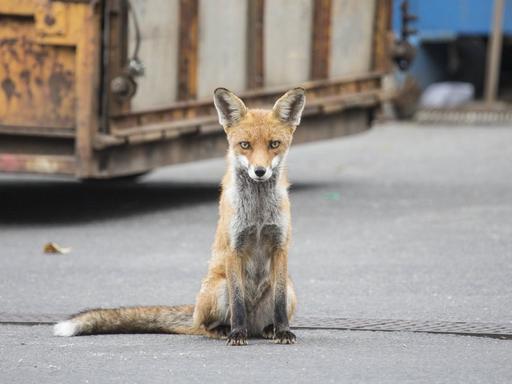 Ein Fuchs auf dem Wirtschaftshof des Auguste-Viktoria-Klinikums in der Rubensstraße in Berlin, aufgenommen 2014, er schaut direkt in die Kamera. Ein Fuchs auf dem Wirtschaftshof des Auguste-Viktoria-Klinikums in der Rubensstraße in Berlin, aufgenommen 2014, er schaut direkt in die Kamera.