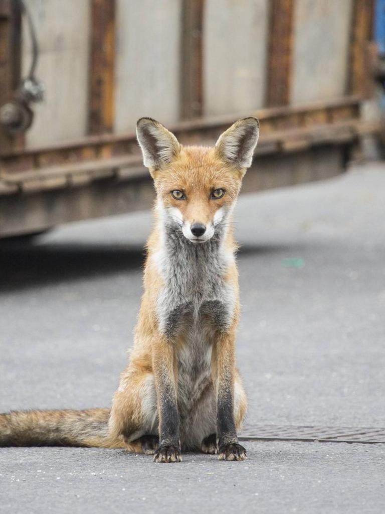 Ein Fuchs auf dem Wirtschaftshof des Auguste-Viktoria-Klinikums in der Rubensstraße in Berlin, aufgenommen 2014, er schaut direkt in die Kamera. Ein Fuchs auf dem Wirtschaftshof des Auguste-Viktoria-Klinikums in der Rubensstraße in Berlin, aufgenommen 2014, er schaut direkt in die Kamera.