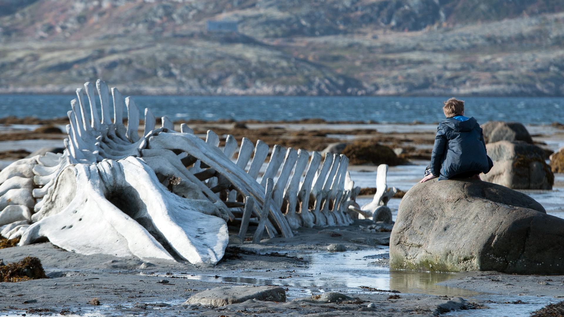 Der Junge Roma, gespielt von Sergej Pochodajew, sitzt neben einem Walgerippe am Meer der russischen Halbinsel Kola - eine Szene des Films "Leviathan" von Andrej Swajginzew aus dem Jahr 2014.