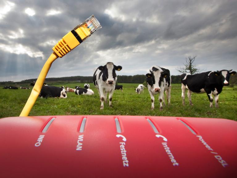 Im Vordergrund ein Router für das Internet, im Hintergrund Kühe auf einer Weide, aufgenommen bei Bücheloh. Der Ausbau der Breitbandversorgung auf dem Land läuft nur schleppend. Schnelles Internet ist oft nur in Ballungsgebieten verfügbar.