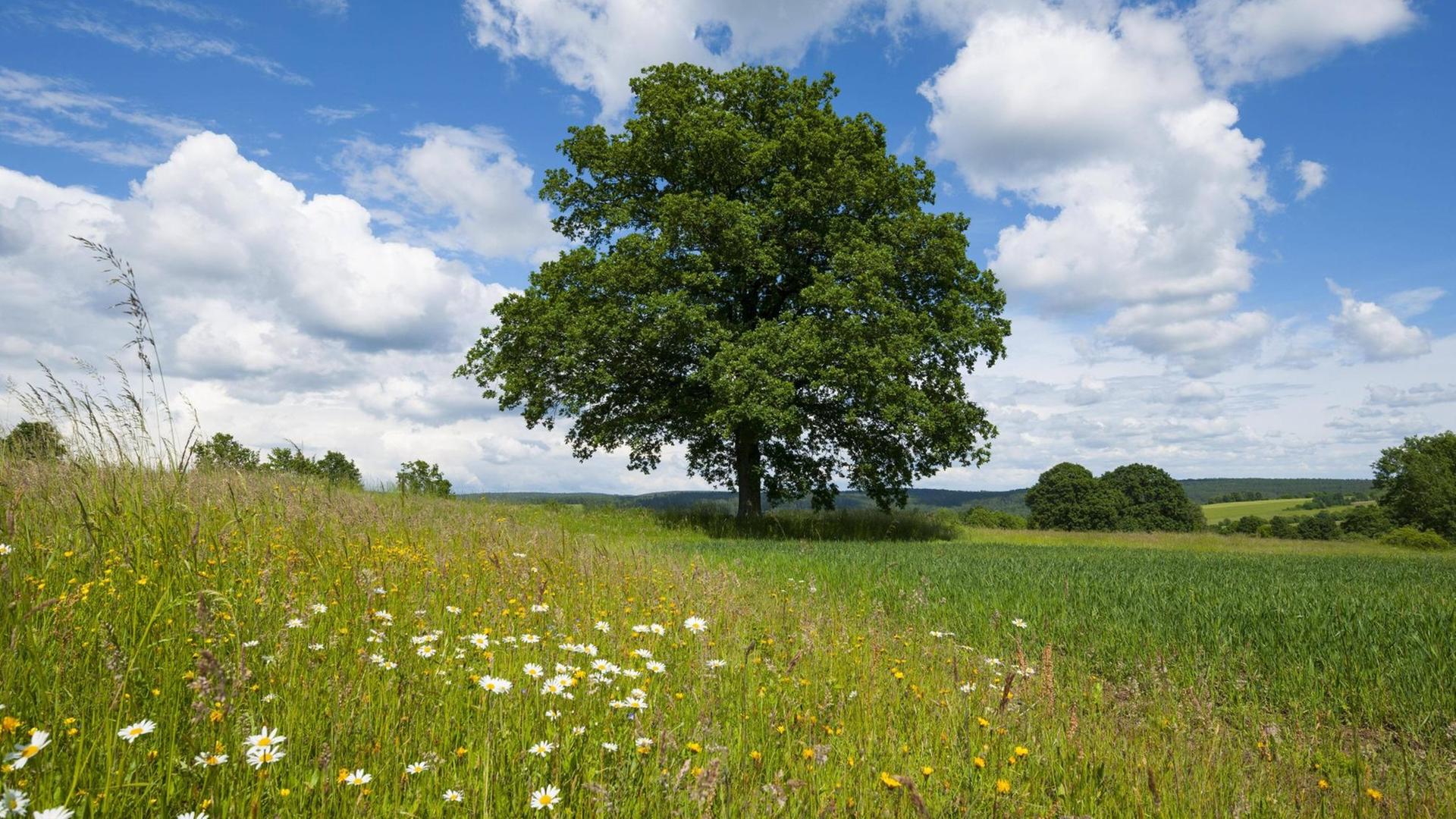 Eine Eiche auf einer Wiese in Bayern. Eine Eiche auf einer Wiese in Bayern.