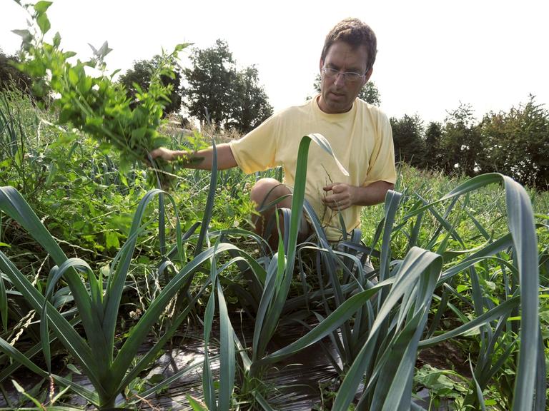 Ein französischer Biobauer reißt Unkraut aus dem Boden.