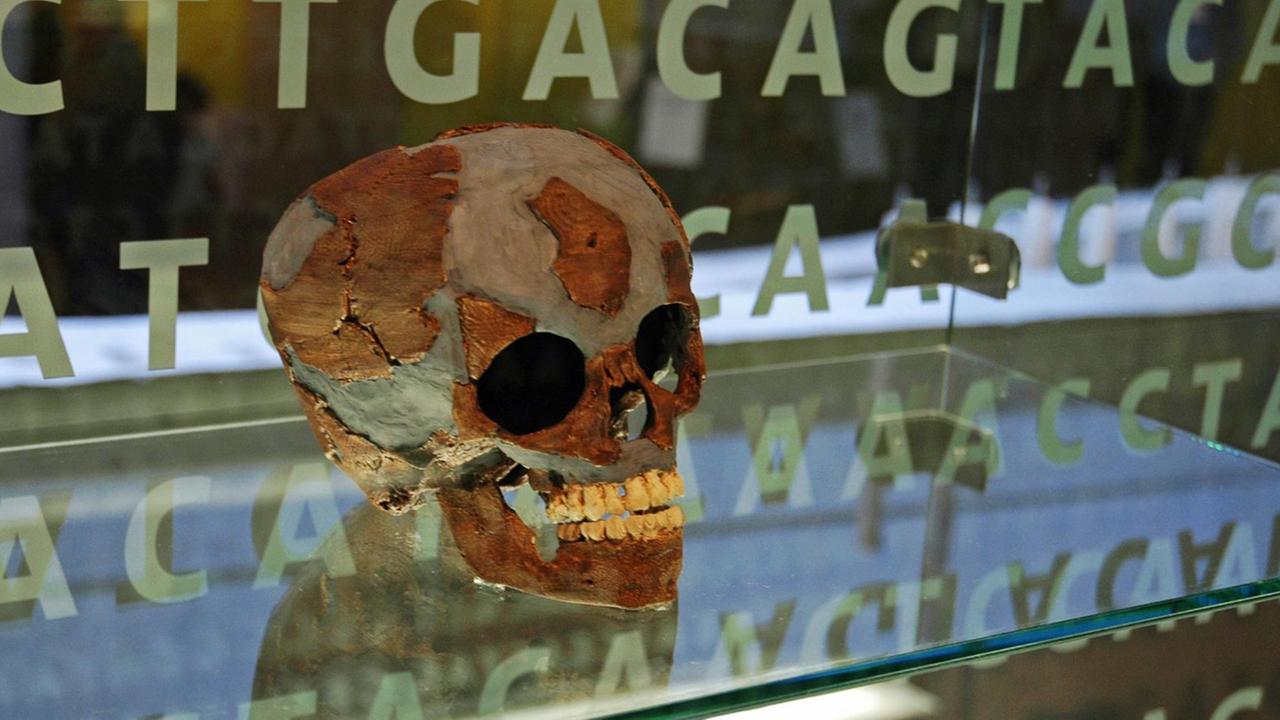 Schädel eines Neandertalers im Neanderthalmuseum in NRW.