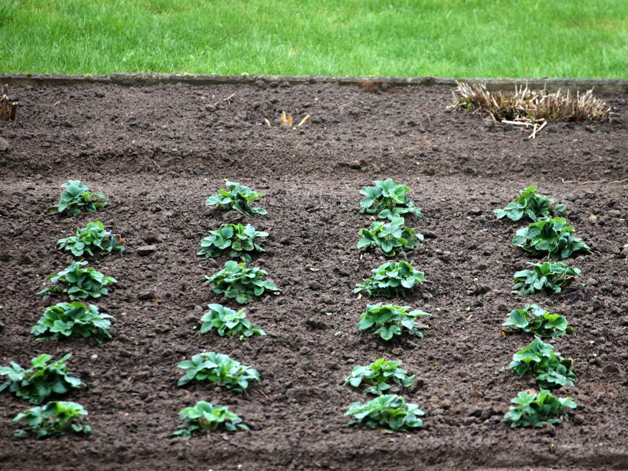 Zu sehen sind mehrere Reihen Salatpflanzen in einem Beet im Kleingarten.