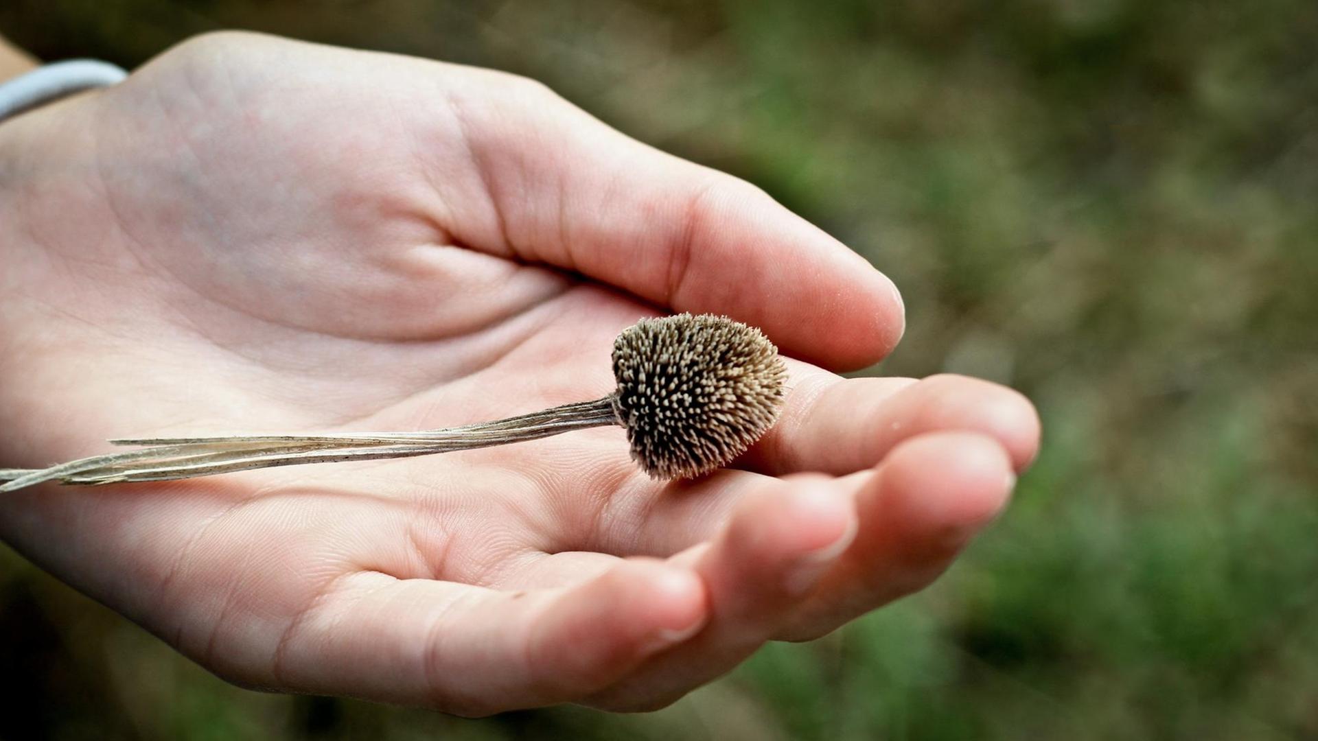 Eine getrocknete Pflanze mit Samen liegt in der Hand einer Person.
