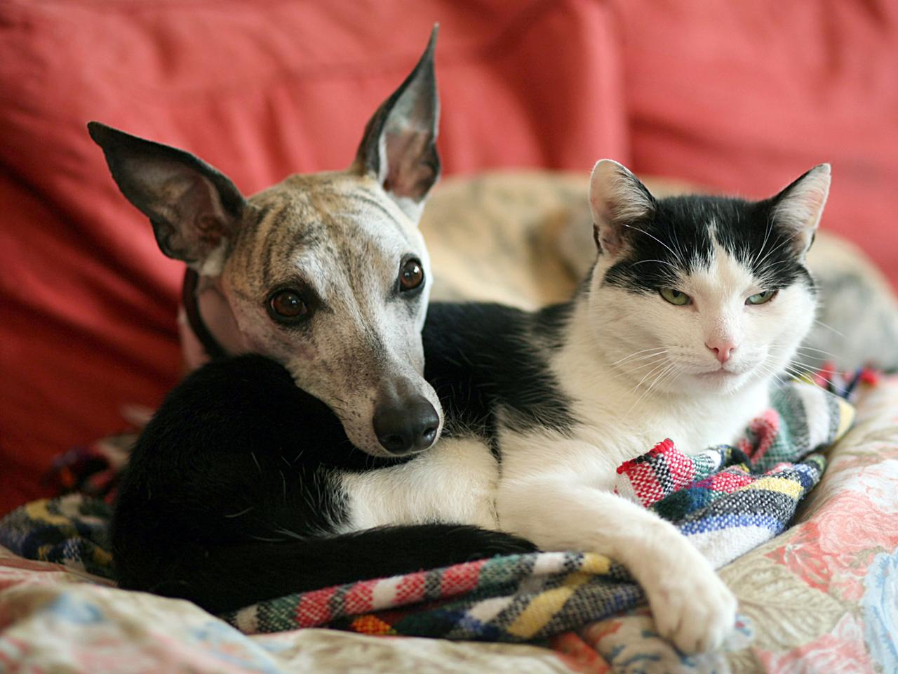Hund und Katze kuscheln auf dem Sofa.
