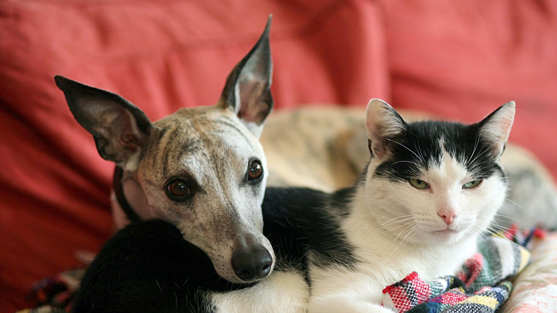 Hund und Katze kuscheln auf dem Sofa.
