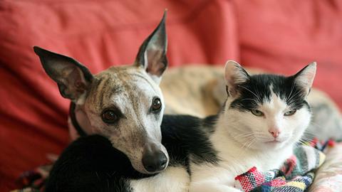 Ein Hund sitzt neben einer Katze. 