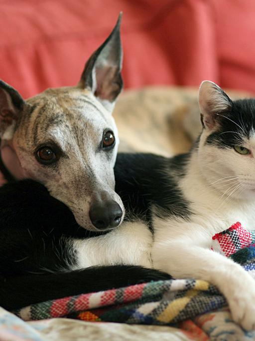 Hund und Katze kuscheln auf dem Sofa.