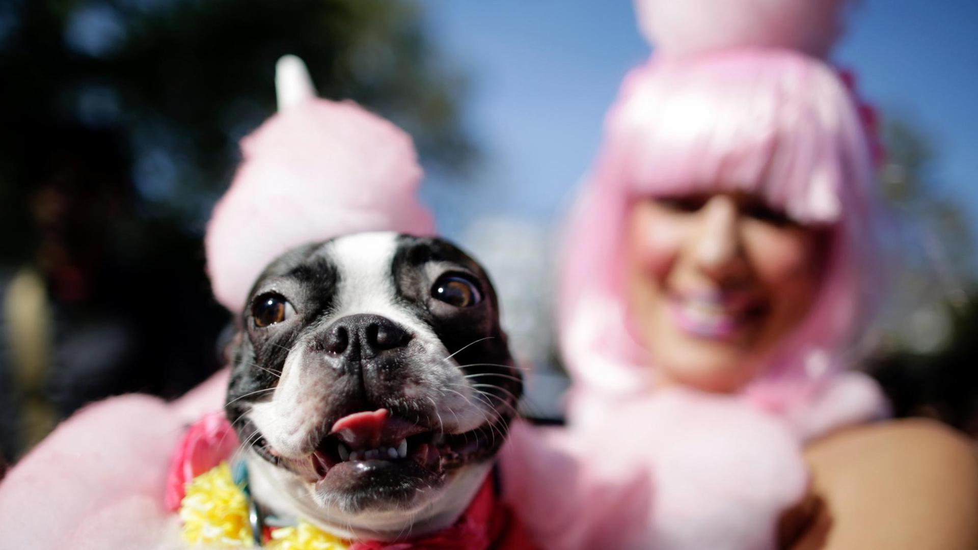 Ein Hund auf dem Arm seiner Besitzerin in einem aufeinander abgestimmten, rosa Kostüm.