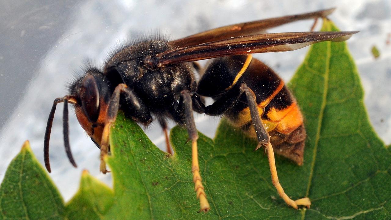 Das Bild zeigt die asiatische Hornisse auf einem grünen Blatt.