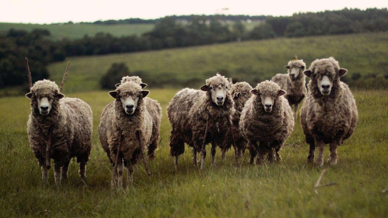 Mehrere Schafe stehen auf einer Wiese und schauen in die Kamera.