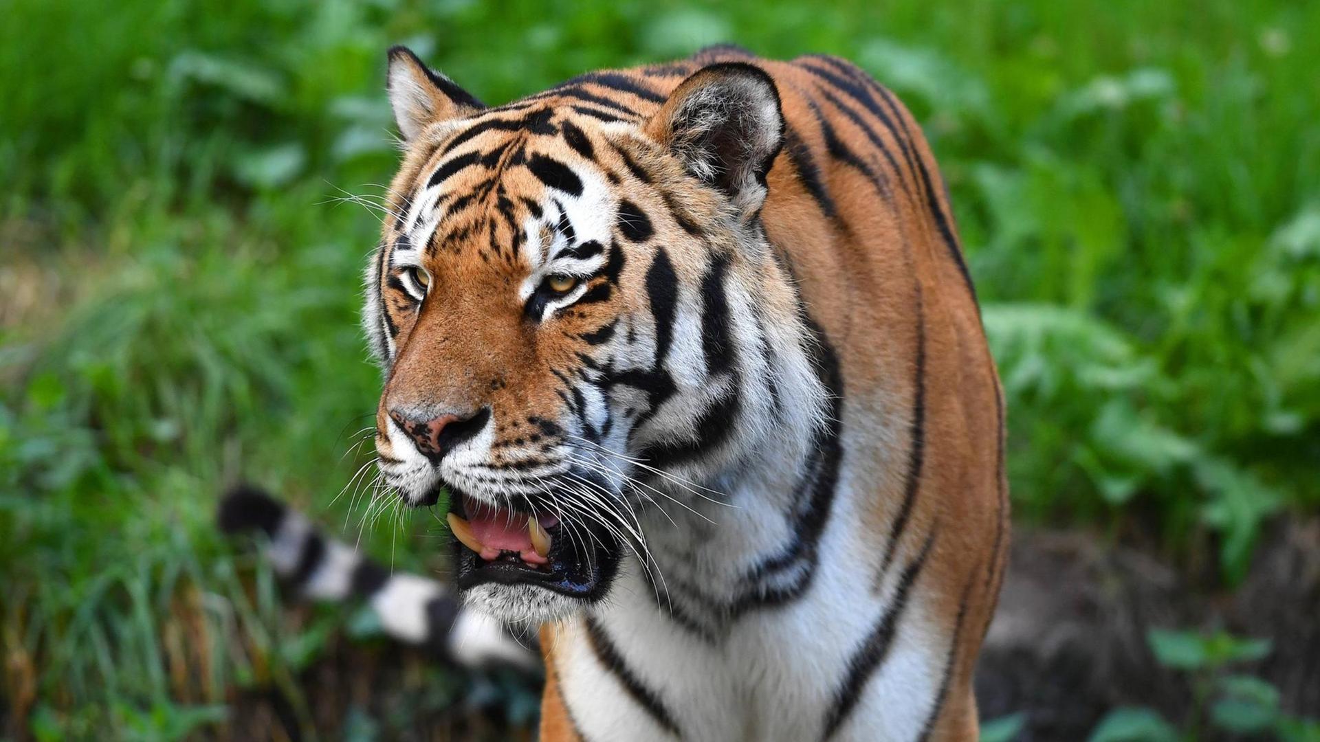 Der Tiger ist eine in Asien verbreitete Grosskatze.