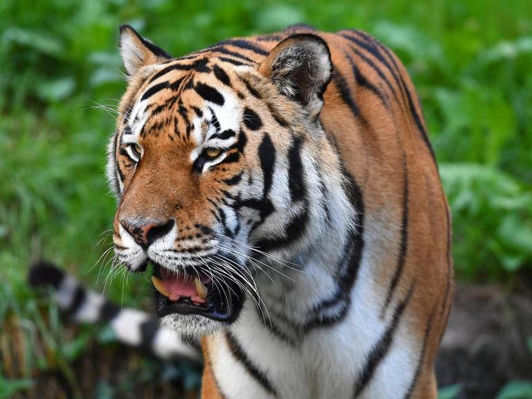 Der Tiger ist eine in Asien verbreitete Grosskatze.