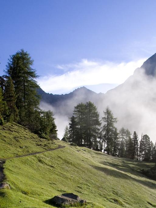 Wiesen, Bäume und Bergpanorama im Nationalpark im Engadin im schweizerischen Kanton Graubünden