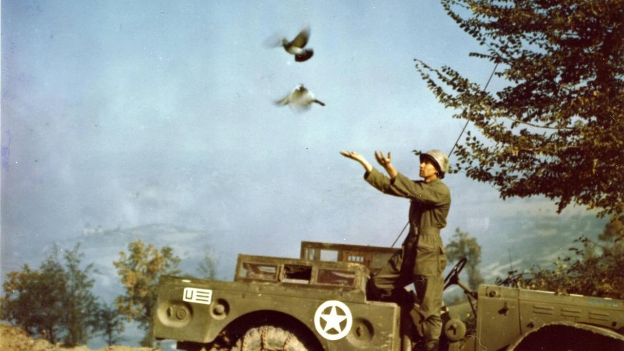 Der US-Soldat Russell Nemo von der Brieftaubenkompagnie der 5. US-Armee läßt 1944 zwei Vögel fliegen, die von einem Nachrichtenstützpunkt in Italien nahe der Front für Meldungen eingesetzt werden.
