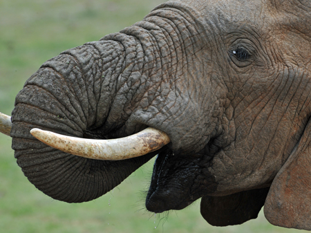 Ein Elefant im Addo Elephant National Park bei Port Elizabeth in Südafrika.