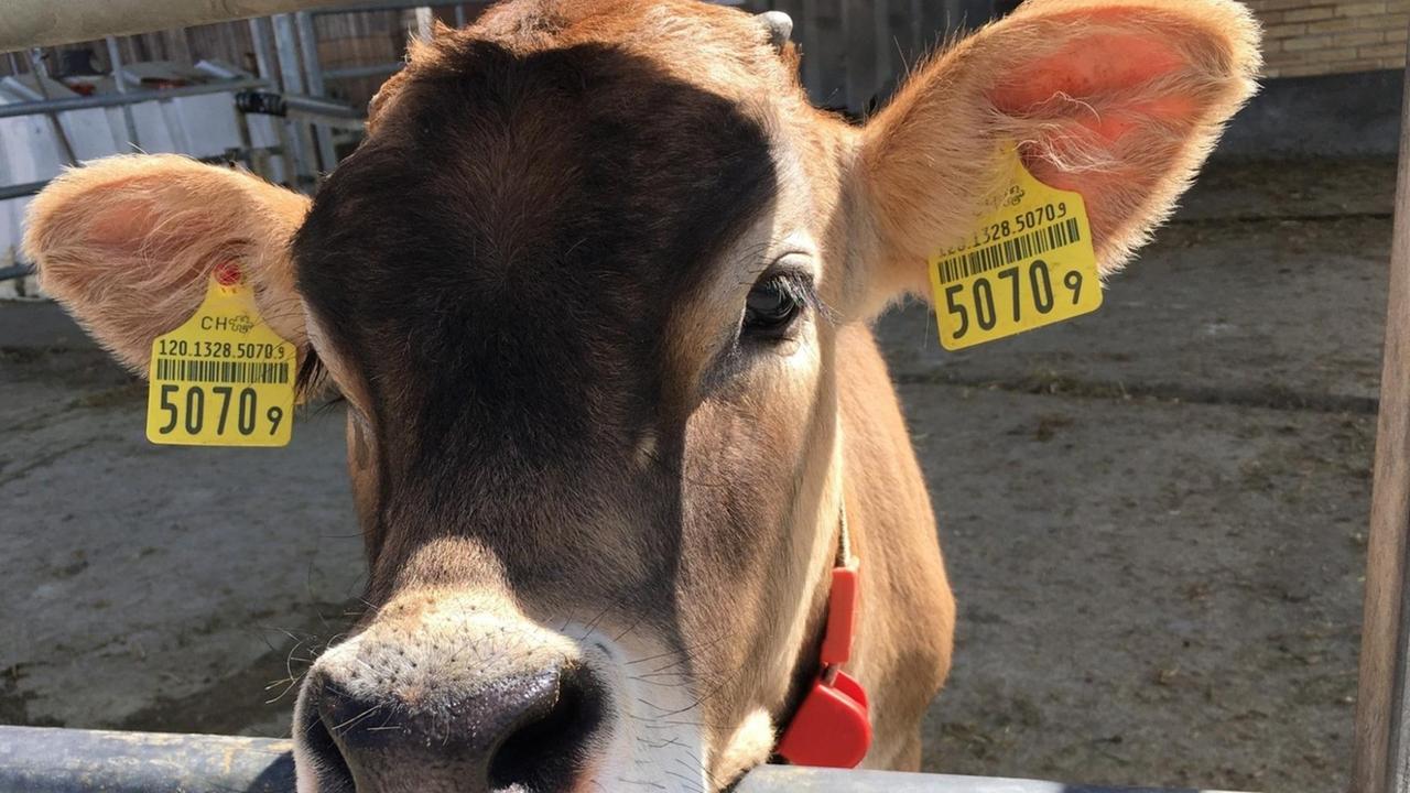 Volksabstimmung in der Schweiz - Glückliche Kühe nur mit Hörnern?
