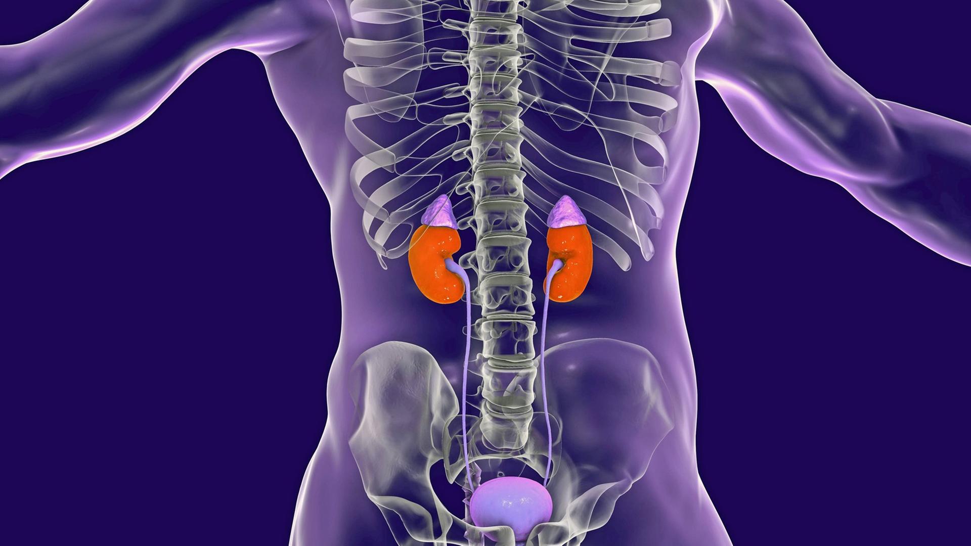 Lage der menschlichen Nieren und Nebennieren (Glandula adrenalis) in einer anatomischen Illustration