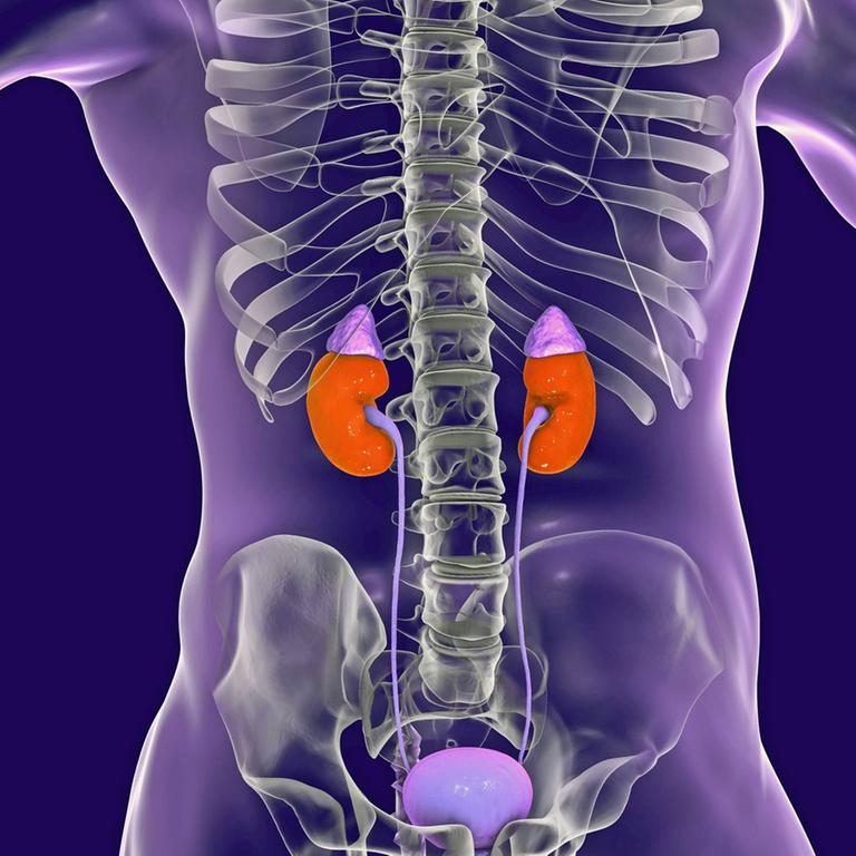 Lage der menschlichen Nieren und Nebennieren (Glandula adrenalis) in einer anatomischen Illustration