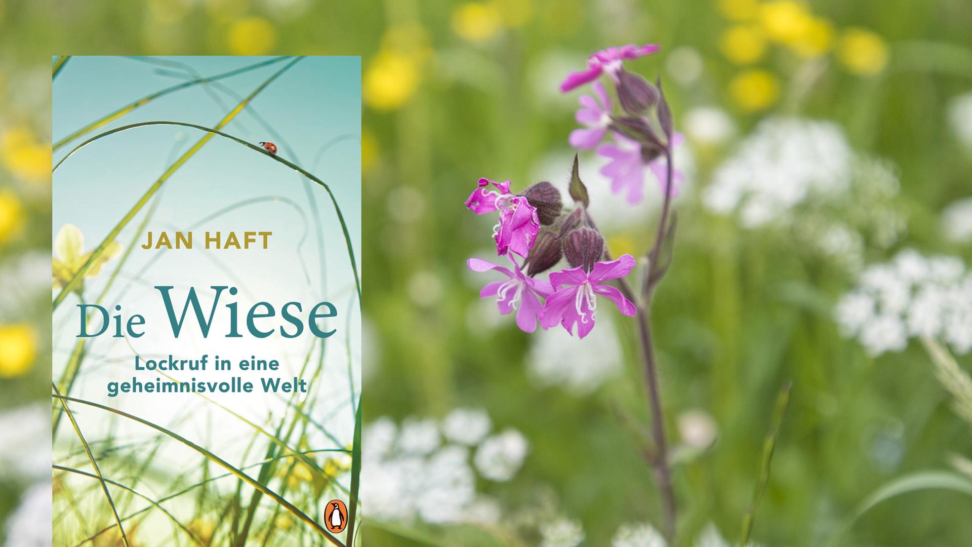 Cover von Jan Haft: Die Wiese, im Hintergrund ist eine Blumenwiese zu sehen