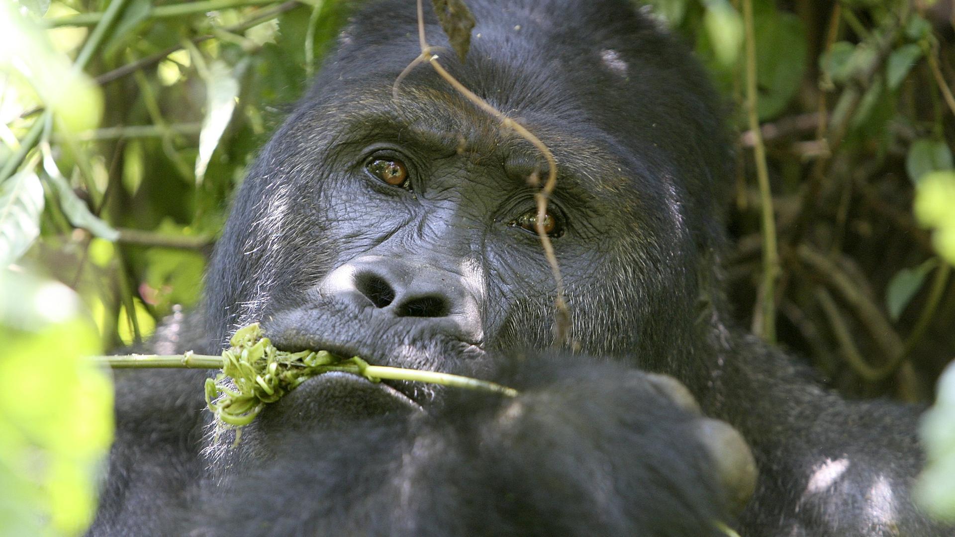 Ein Berggorilla im kongolesischen Urwald