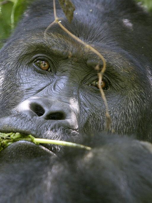 Ein Berggorilla im kongolesischen Urwald