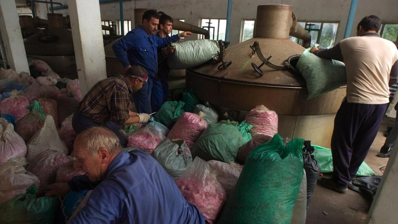Arbeiter füllen in einer Rosenöl-Fabrik in der Nähe der bulgarischen Stadt Karlowo Destilliergeräte mit Rosenblüten.