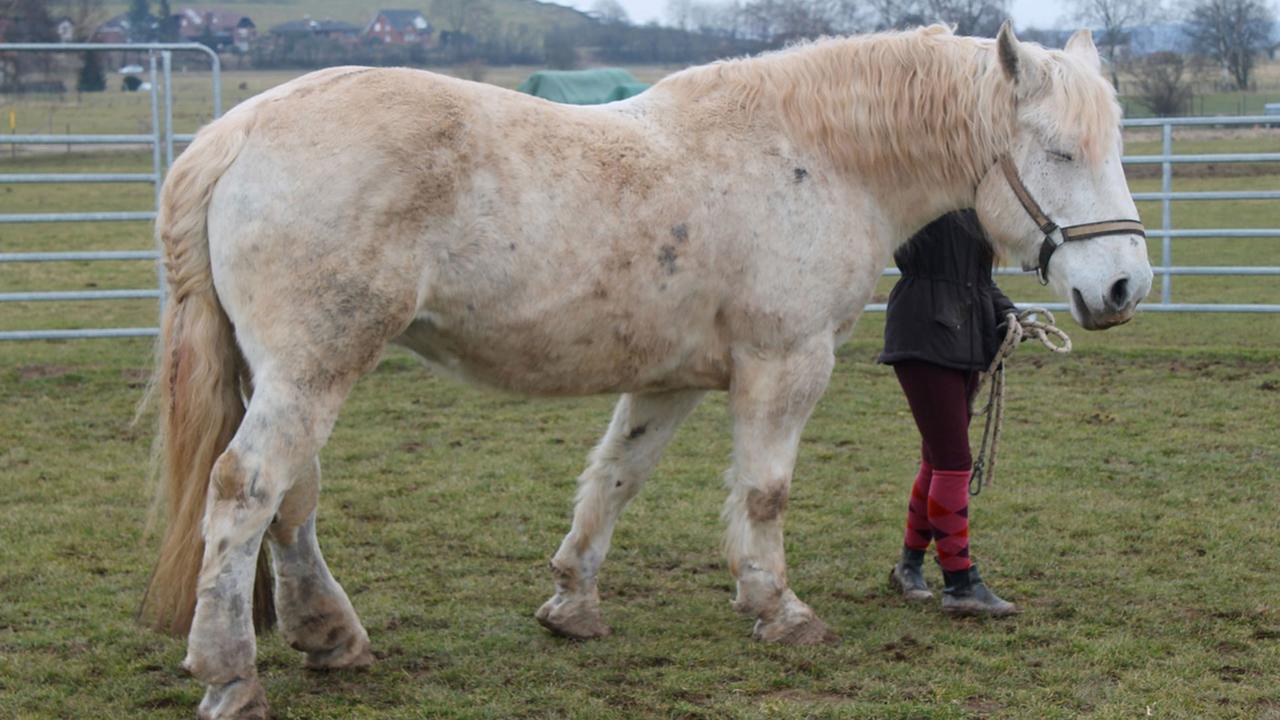 Der enge Kontakt zu den Pferden ist ein wichtiger Teil der tiergestützten Therapie