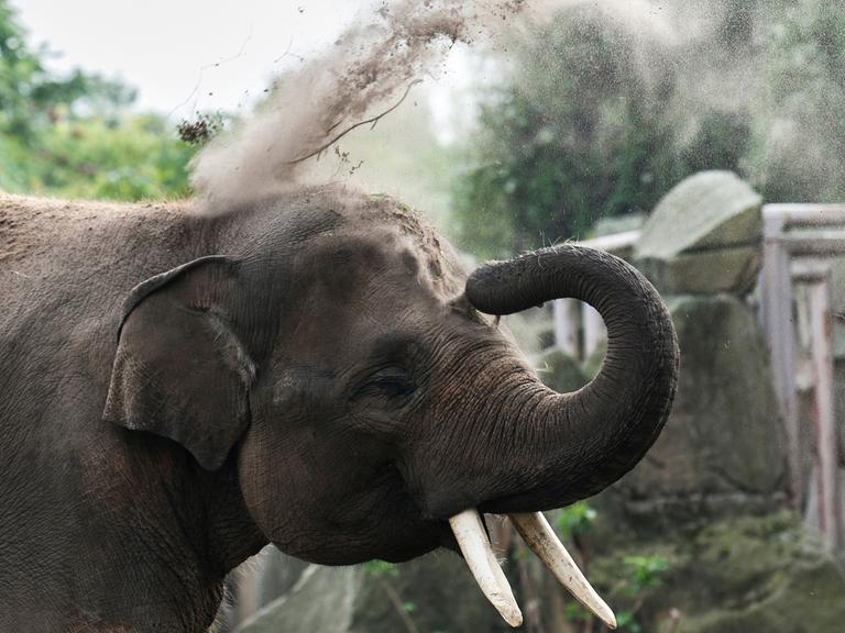 Ein Sumatra-Elefant im Tierpark in Berlin-Friedrichsfelde
