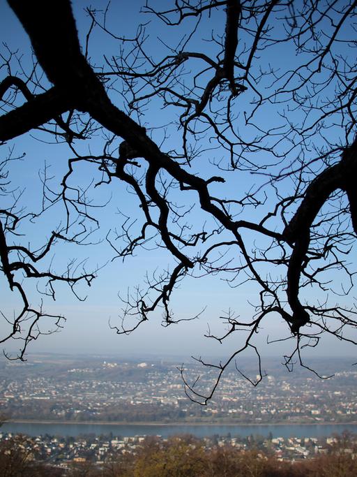 Die noch kahlen Äste eines Baumes ragen am 28.03.2014 in Bonn (Nordrhein-Westfalen) auf dem Petersberg über dem Rheintal in den blauen Himmel.