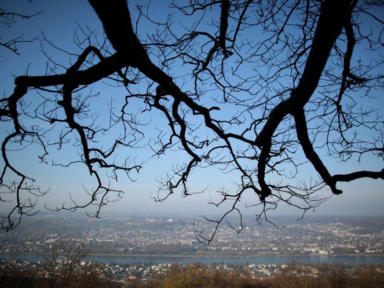 Die noch kahlen Äste eines Baumes ragen am 28.03.2014 in Bonn (Nordrhein-Westfalen) auf dem Petersberg über dem Rheintal in den blauen Himmel.