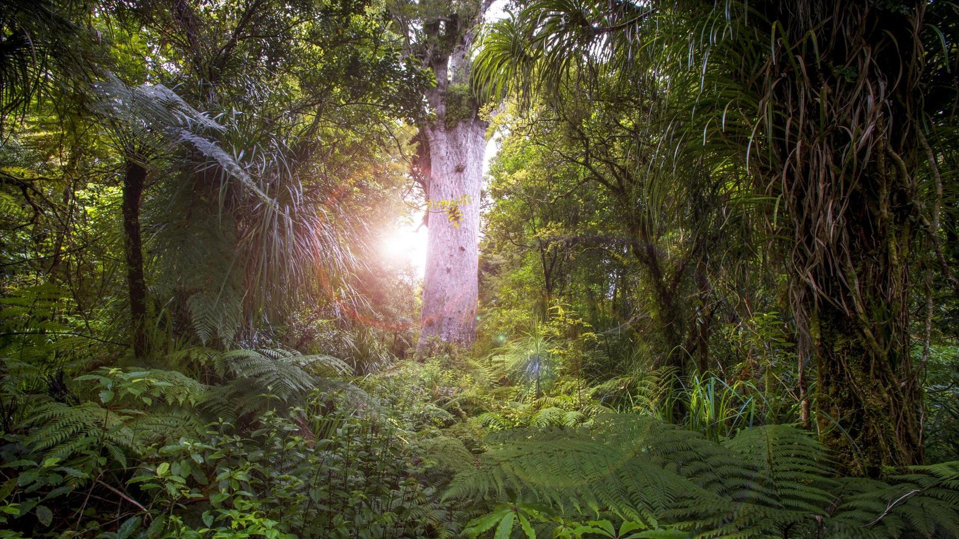 Stimmungsvolles Bild aus dem Urwald in Neuseeland
