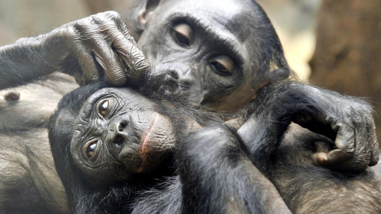 Das schlechte Wetter in ihrem Aussengehege nutzen zwei Bonobo-Affen am Montag (04.04.2011), um sich im Zoo von Frankfurt am Main ausgiebig zu lausen. Die Tiere leben auch in freier Wildbahn in grossen Familienverbänden