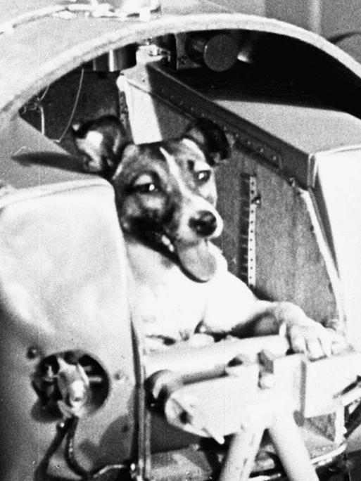 Das Bild zeigt Laika in einem Sputnik-2 Modell. Ein Mischlingshund namens Laika, der in einer Straße aufgegriffen wurde, wurde das erste Tier, das den ersten Raumflug machte.