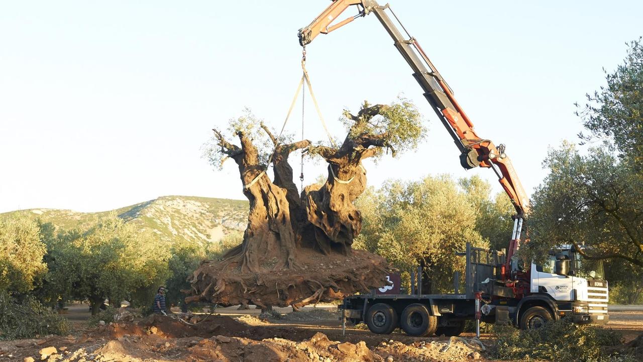 Der 2000 Jahre alten Olivenbaum von Almas Familie wird nach Deutschland verkauft. Seitdem redet ihr Großvater nicht mehr. Sie begibt sich auf die Suche nach dem Baum.