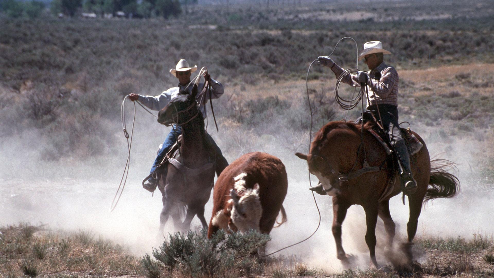 Zwei Cowboys zu Pferde treiben ein Rind mit Lassos zur Herde zurück.