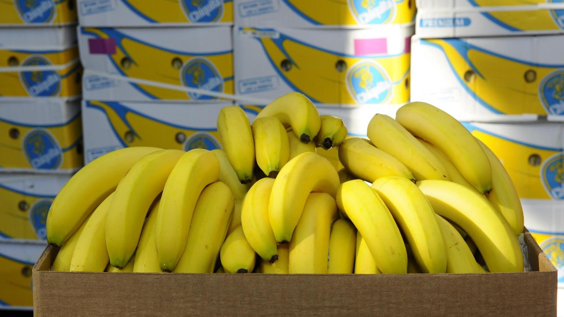 Bananen vor Kisten mit dem Logo des Bananenproduzenten Chiquita