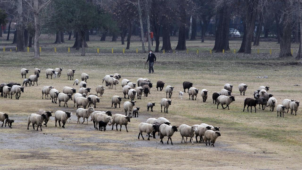 Schafe im Padre Hurtado Park in Santiago, aufgenommen im Juli 2020